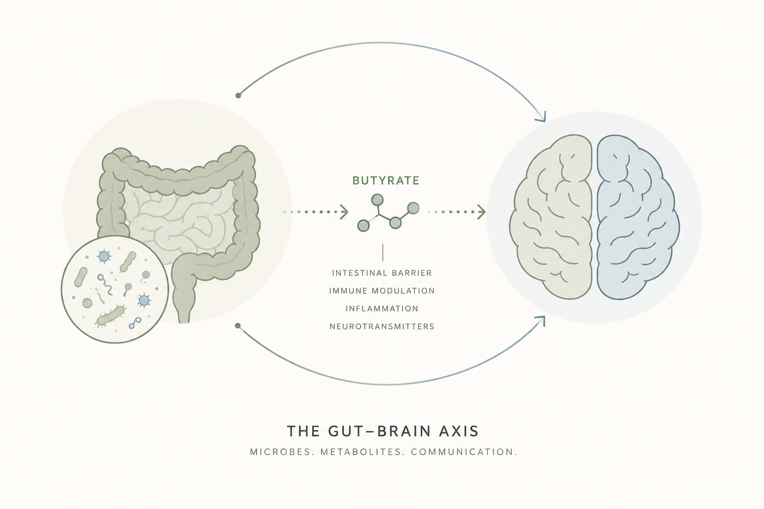 Butyrate, Autism and the Gut Microbiome: What Does the Research Show?
