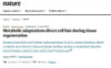 Alpha-Ketoglutarate: The Metabolic Key to Healing and Regeneration?